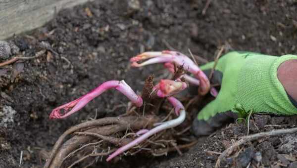 Как посадить пион весной в открытый грунт