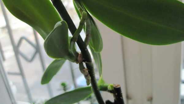 Как отделить детку орхидеи от материнского растения на стволе, у основания, от корня, на стебле, на цветоносе