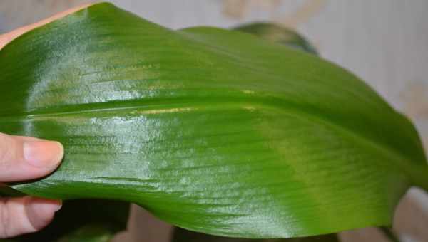 Причины пожелтения листьев эухариса и лечение растения