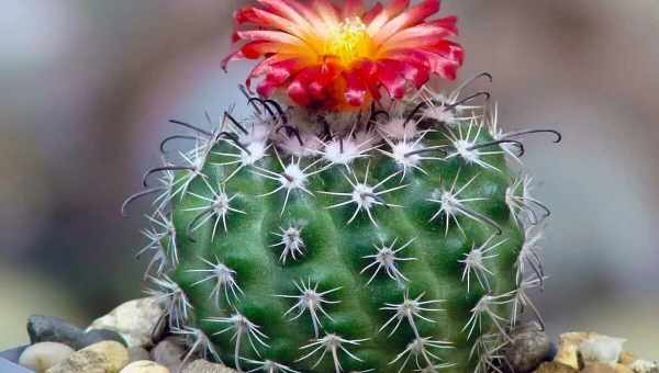 Цветные кактусы: разновидности, советы по выращиванию и уходу
